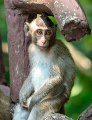 Monkey outdoors in a tropical park