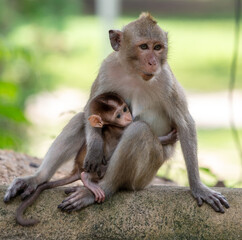 Monkey with baby in tropical park