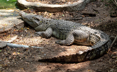 Portrait of a crocodile in the park