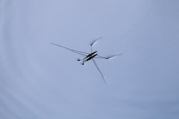 水面を浮かんで進むアメンボ