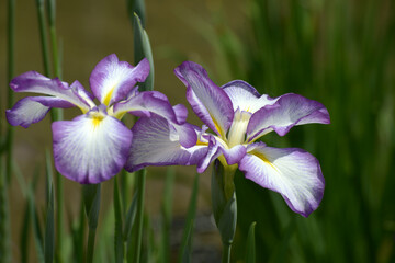 長生殿　ハナショウブ