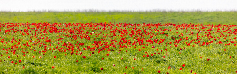 Field with red tulips in the steppe in spring as a background.