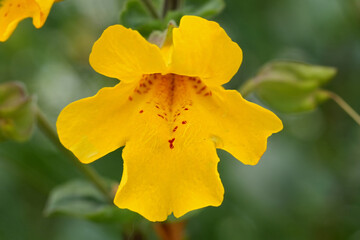 Closeup on a colorful Magnificent Seep Monkeyflower wildflower, Erythranthe grandis at coastline in...