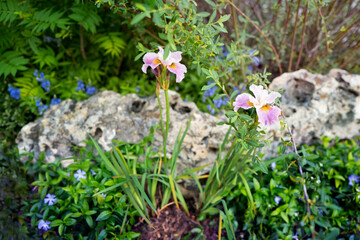 summer flowers with green garden