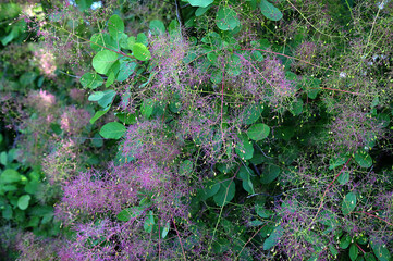 Beautiful Smoke Tree Cotinus Coggygria