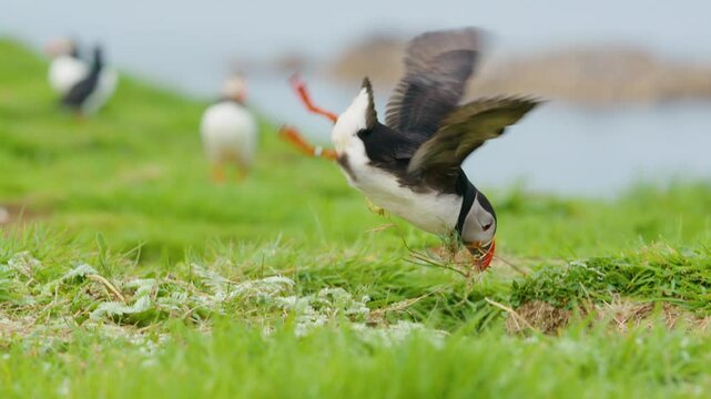 Atlantic Puffin trying to collect nesting material but falls over and crashes on Lunga Island, Scotland - Slomo