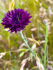 flower on a meadow
