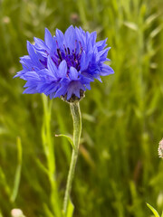 blue flower on a meadow