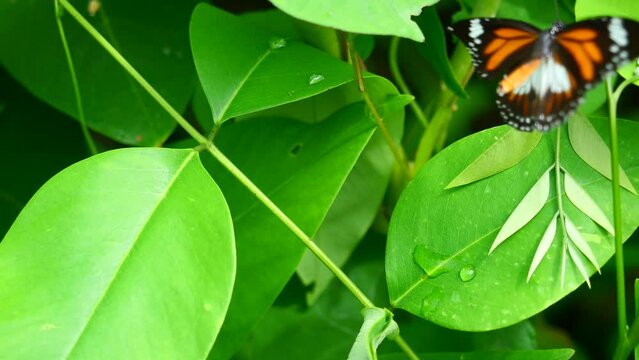 Black Veined Tiger Butterfly on green leaf of tree plant in forest, Patterned orange white and black color on on wing of Tropical insect, Monarch butterfly in Thailand