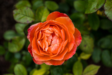 Close up of orange flower in garden