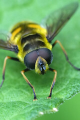 Extreme closeup on the head and eyes of European Batman hoverfly, Myathropa florea sitting on a leaf in the garden