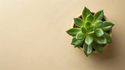 Minimalist Top View of Small Plant in Planter on Light Cream Background