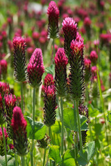 Colorful wide angle landscape shot on field of blossoming red Crimson or Italian clover, clover, Trifolium incarnatum
