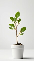 Fototapeta premium plant in a pot