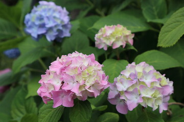 淡い色のアジサイの花 横型