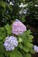 アジサイの花　縦型