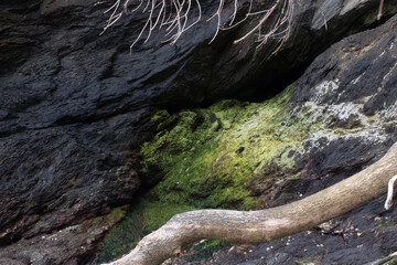 A canyon with fallen tree at Caerhays Beach Cornwall