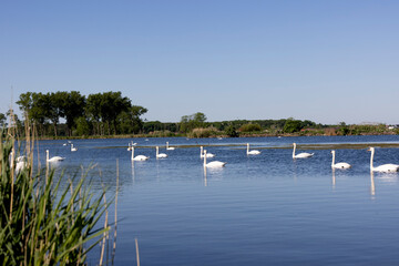 łabędzie, ponidzie, © Iwona