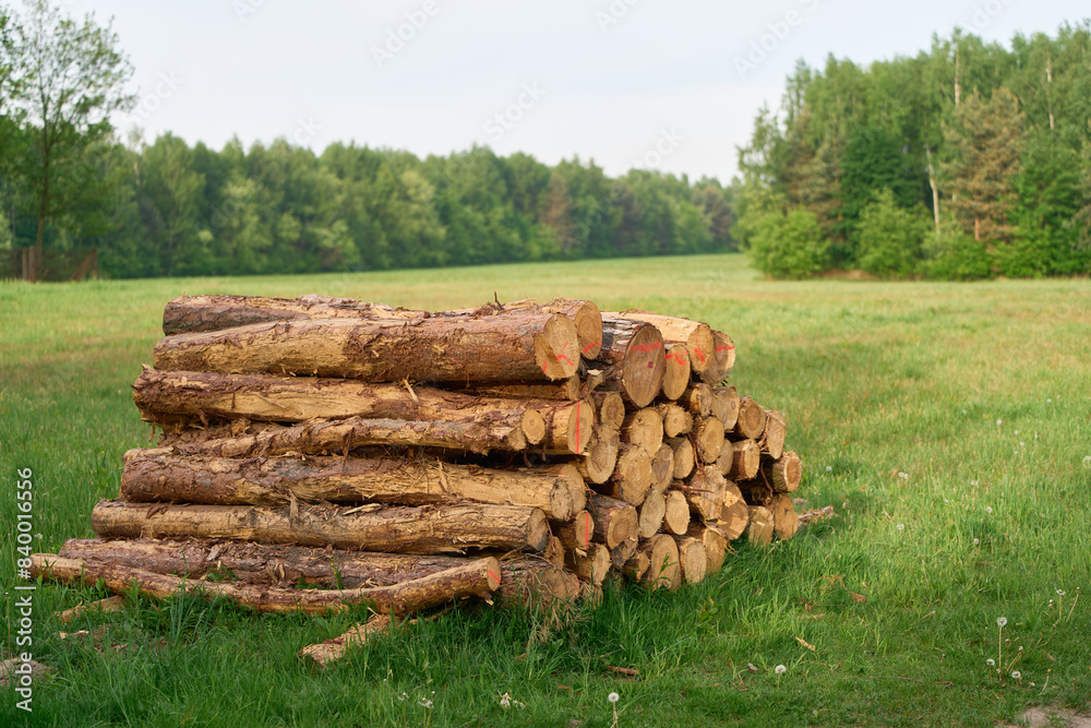 Wall mural Sustainable Resource Timber Logs in the Forest