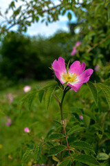 Fototapeta premium Close-up image of the beautiful spring flowering, pink, Rosa Canina.