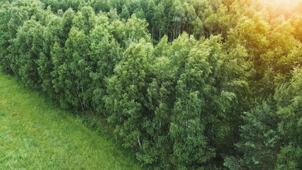 Aerial side view of dense birch tree forest