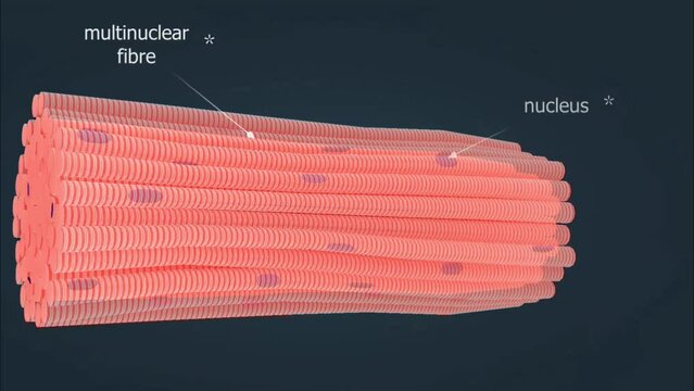 Structure of skeletal muscle