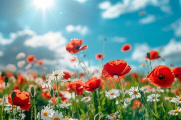 Fototapeta premium Field red flowers blue sky