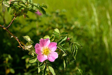 Close-up image of the beautiful spring flowering, pink, Rosa Canina.