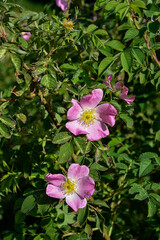 Close-up image of the beautiful spring flowering, pink, Rosa Canina.