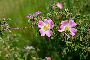 Close-up image of the beautiful spring flowering, pink, Rosa Canina.
