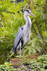 Fototapeta premium A lone grey heron stands gracefully amidst vibrant green foliage, showcasing nature's serene beauty.