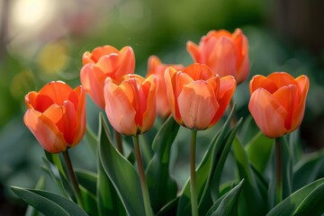 Naklejka premium Multiple orange blossoms in garden