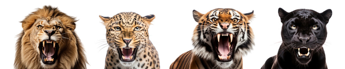 Fototapeta premium Wild animals roaring png on transparent background