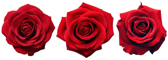Fototapeta premium Roses png on transparent background