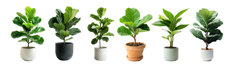 Obraz premium Plant pot png element set on transparent background
