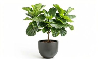 A beautiful fiddleleaf fig tree beautifully potted in a large shiny black container.