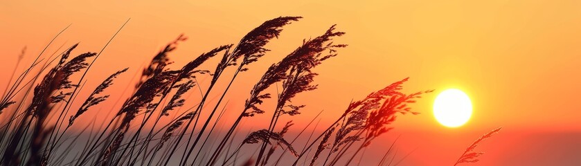 Fototapeta premium A of windblown grasses swaying gently against the backdrop 