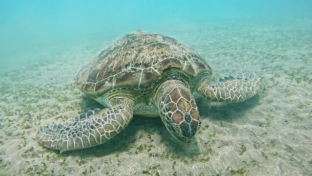 Green Sea Turtle Caretta Caetta, Eating Sea Grass. Red Sea, Egypt. Slow Motion. Underwater World Life. Tropical Underwater Seascape.