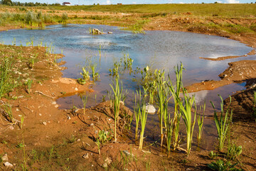 A small pond with sparse vegetation on the shore