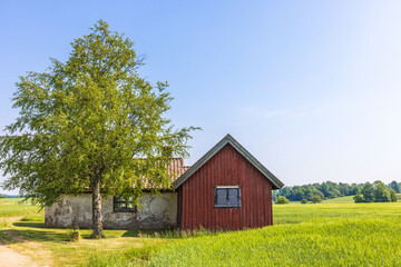 Obraz premium Idyllic old shed on a field and a birch tree