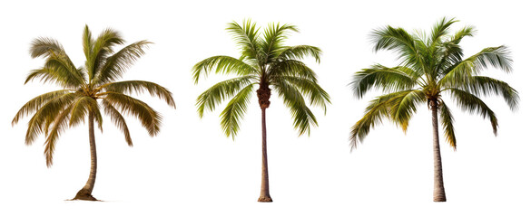 Palm tree png element set on transparent background