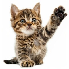 Tabby Kitten with paw, lifted it isolated on white