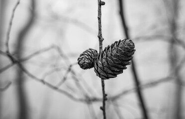  fir cones in the forest