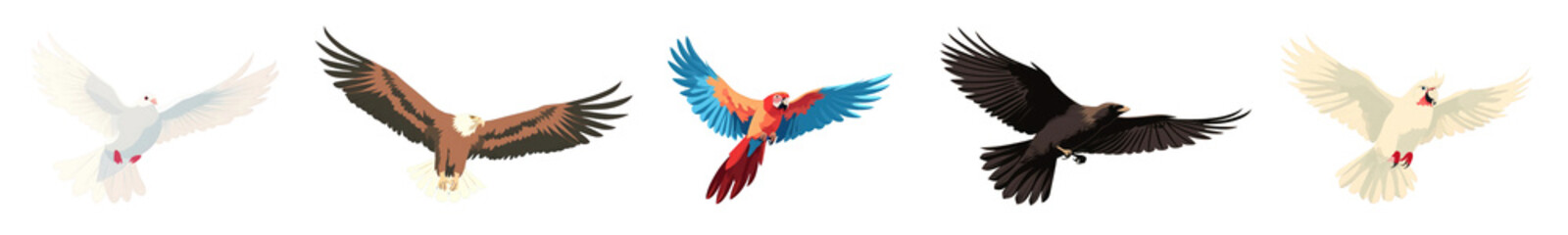 Obraz premium Bird aesthetic illustration png element set on transparent background