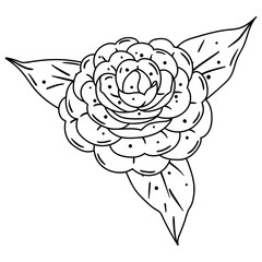 Illustration of camellia flower. Beautiful decorative plant.
