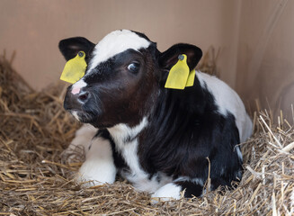 young black and white calf lies in straw © ahavelaar
