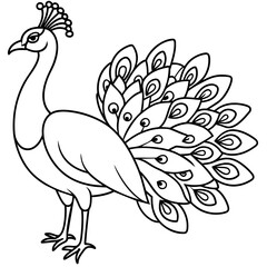 Peacock line art vector illustration.