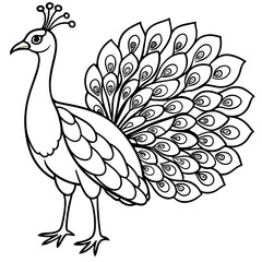 Peacock line art vector illustration.