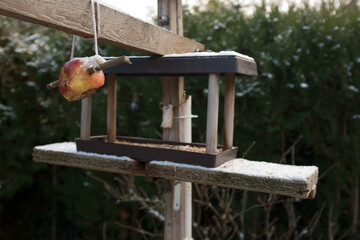 Home made bird feeder hung in a garden.