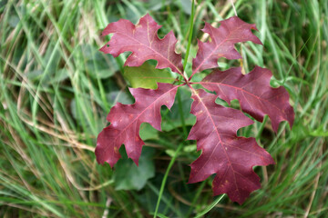 Close up nature view of green leaves of a tree.